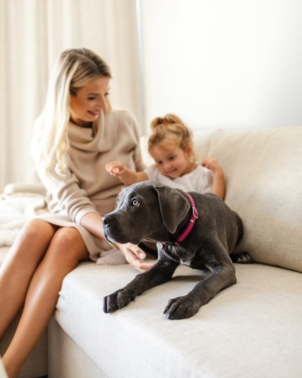 Perro en el Hotel Linea Mare