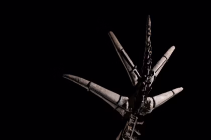 Subasta de esqueletos de estegosaurio