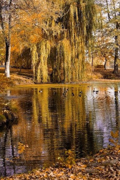 Aves en el Parque Manor House Spa