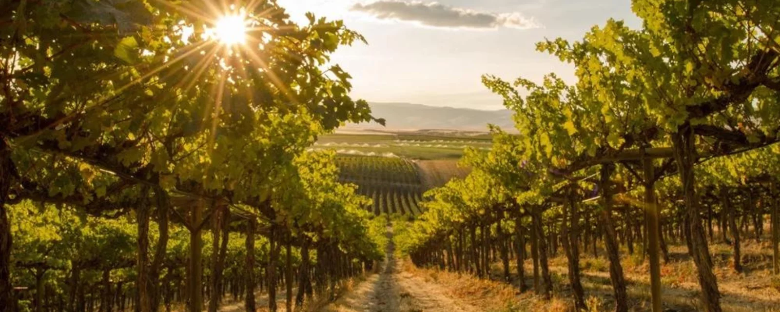 Vi&ntilde;edo en Polonia